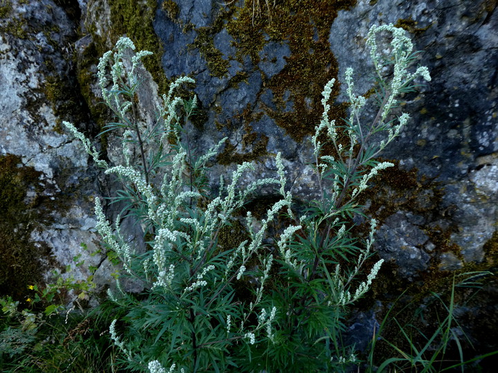 Artemisia vulgaris