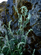 Artemisia vulgaris