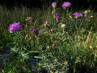 Centaurea jacea