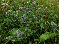 Arctium tomentosum