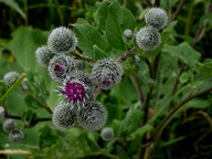 Arctium tomentosum