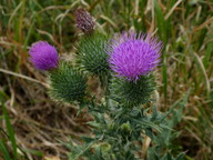 Cirsium vulgare