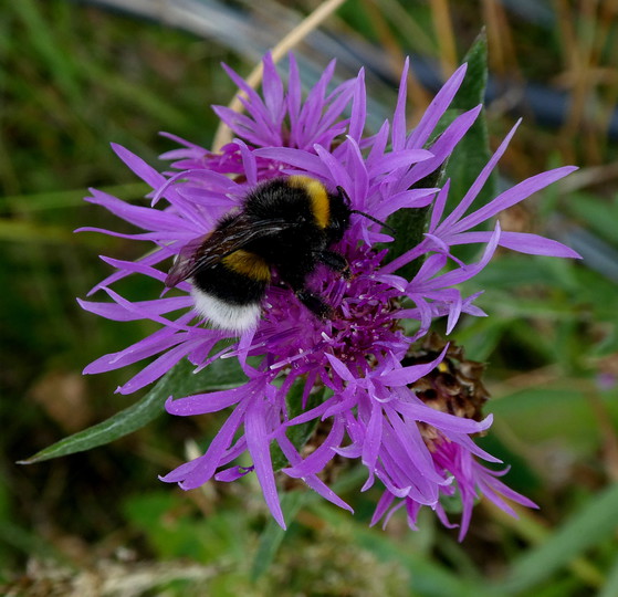 Centaurea jacea