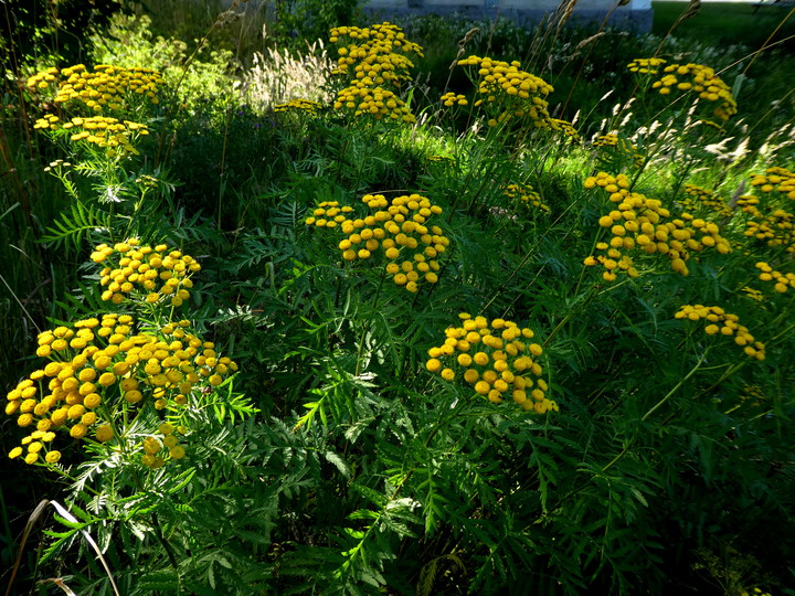 Tanacetum vulgare