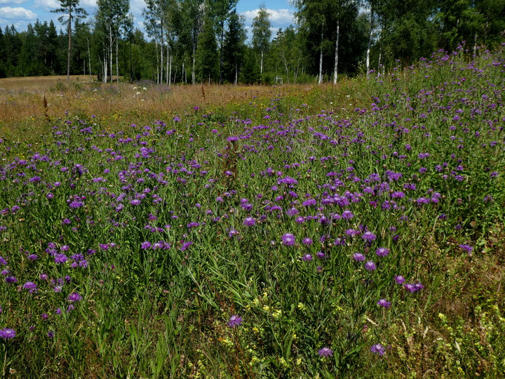 Centaurea jacea