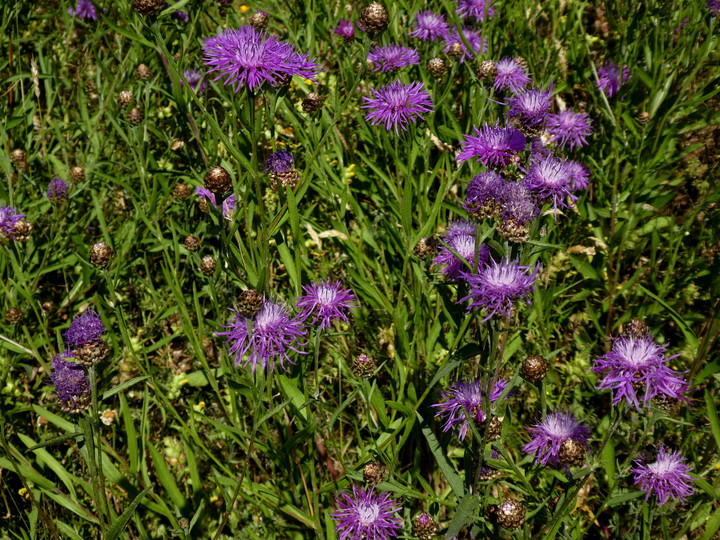 Centaurea jacea