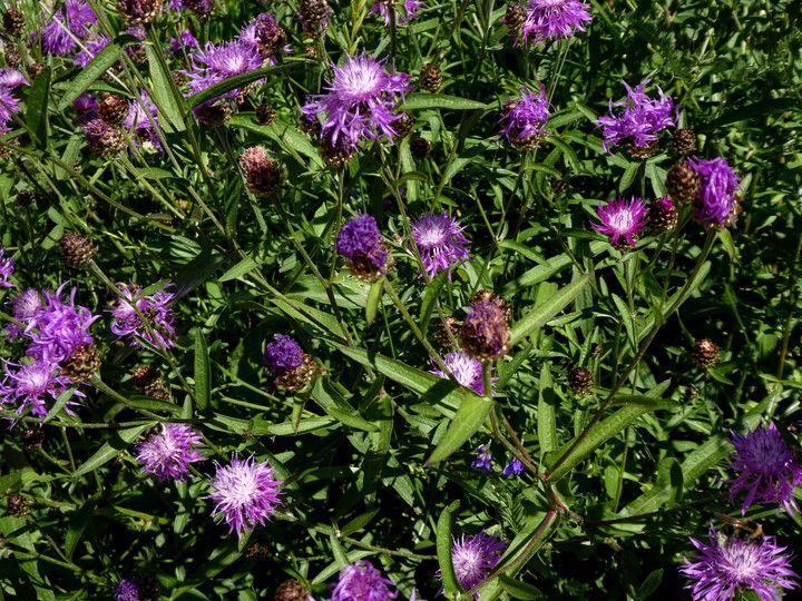 Centaurea jacea