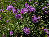 Centaurea jacea