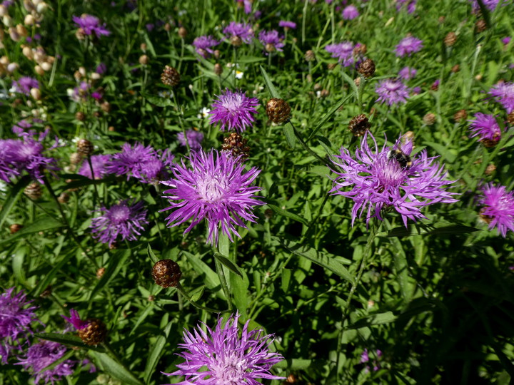 Centaurea jacea