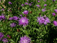 Centaurea jacea