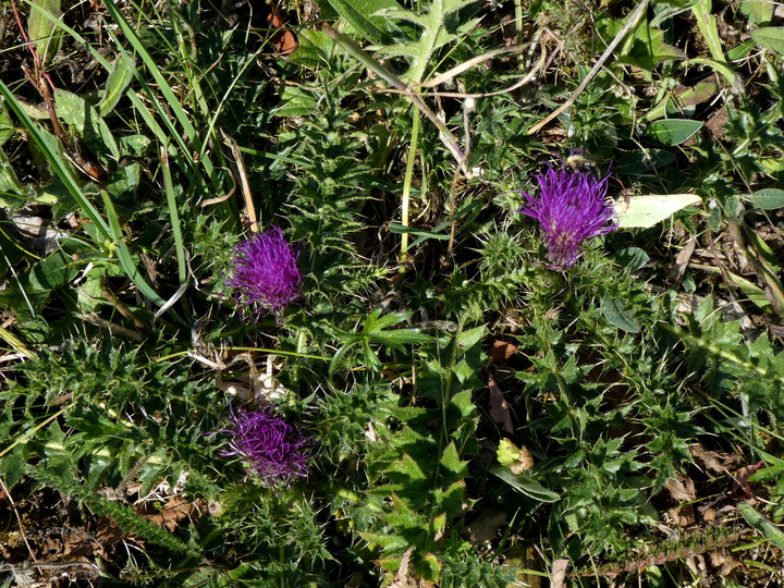 Cirsium acaule