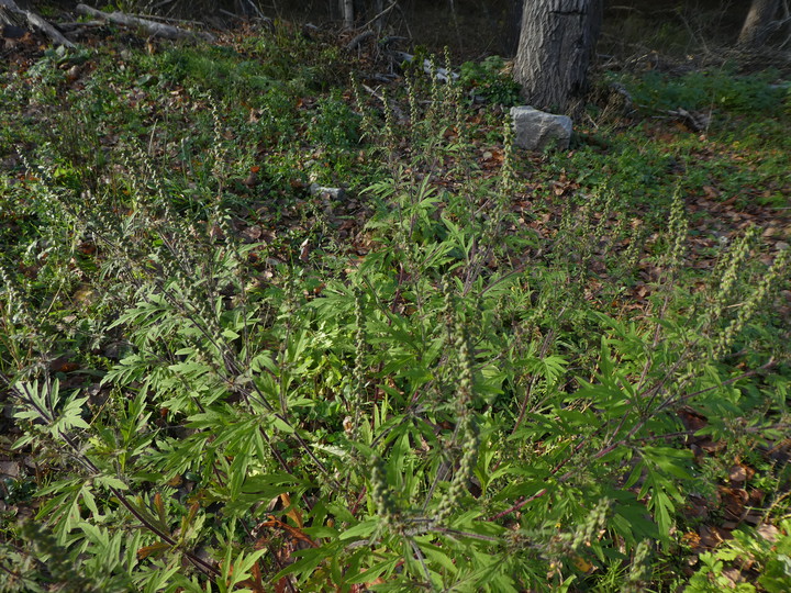 Ambrosia artemisifolia