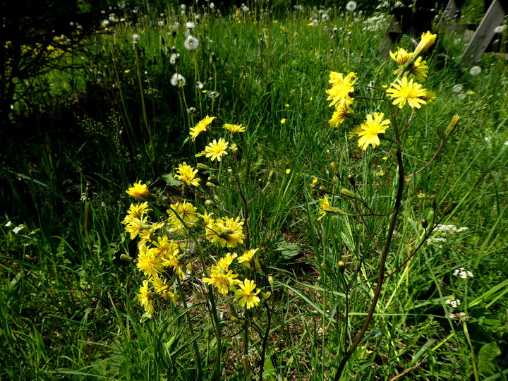 Crepis praemorsa