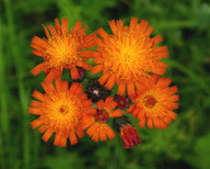 Pilosella aurantiaca