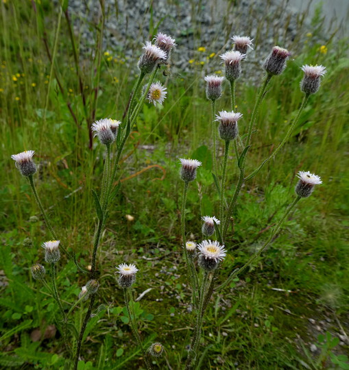 Erigeron acer