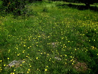 Hieracium pilosella