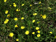 Hieracium pilosella