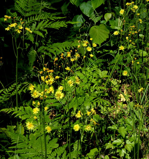 Crepis praemorsa