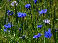 Centaurea cyanus