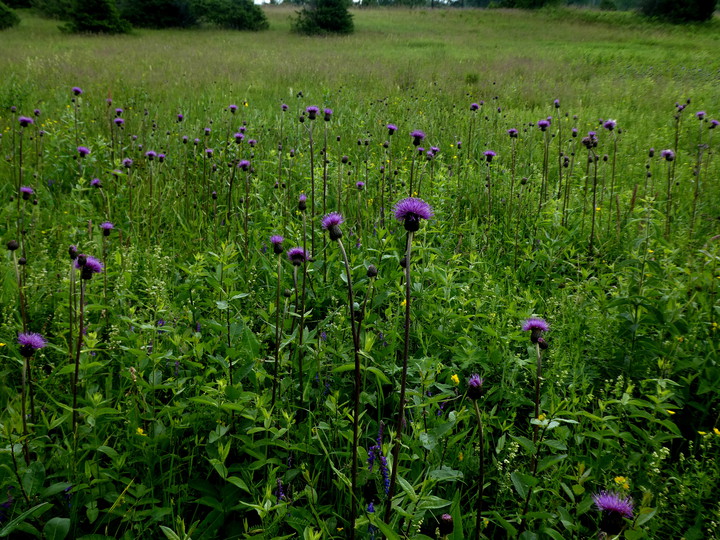 Cirsium helenioides