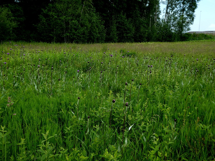 Cirsium helenioides