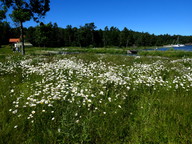 Leucanthemum vulgare