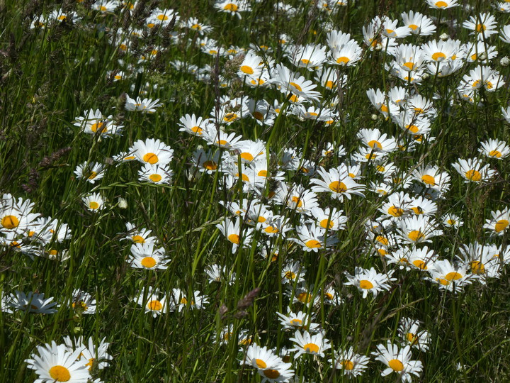 Leucanthemum vulgare