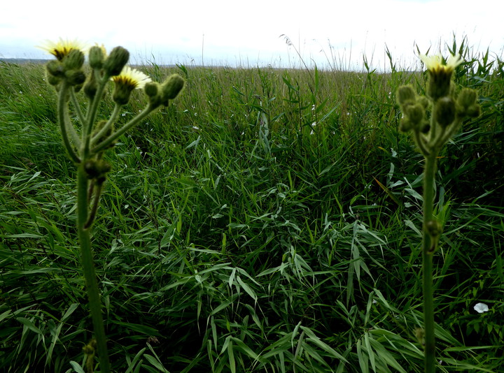 Sonchus palustris