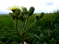 Sonchus palustris