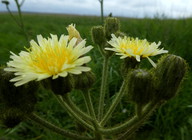 Sonchus palustris