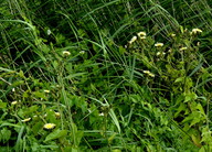 Sonchus palustris