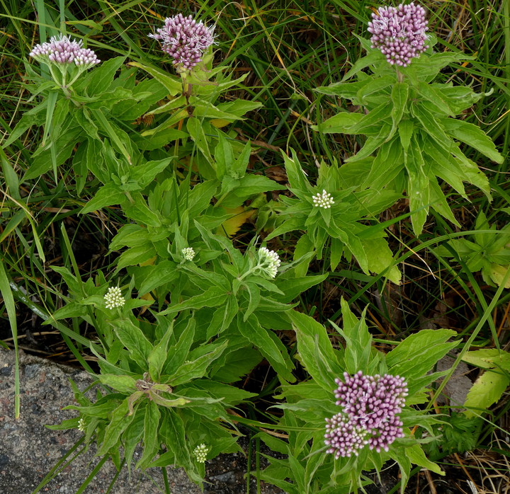 Eupatorium cannabinum