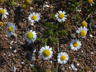 Matricaria maritima ssp. maritima