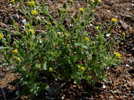 Senecio viscosus