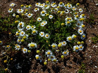 Matricaria maritima ssp. maritima