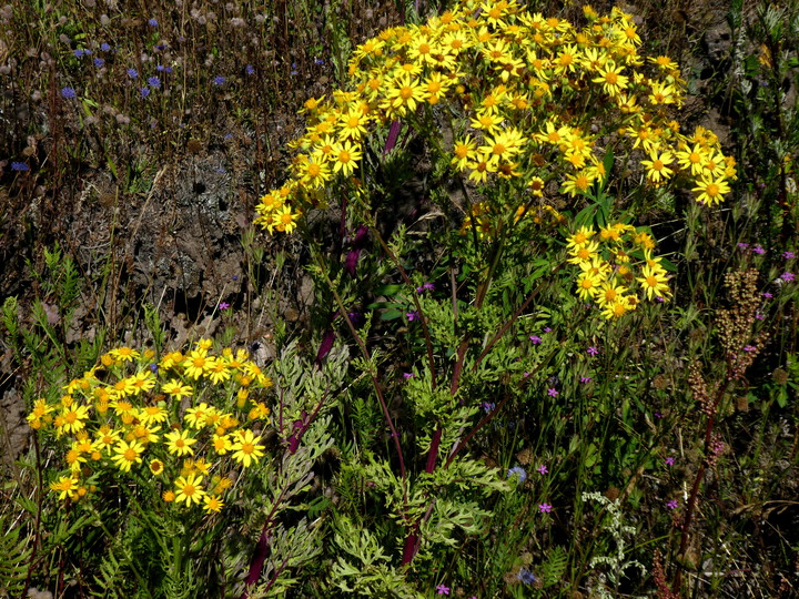 Senecio jacobaea