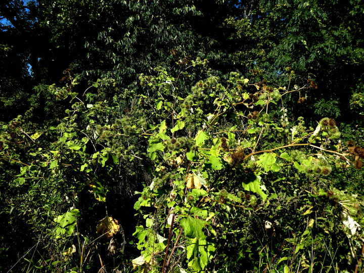 Arctium lappa