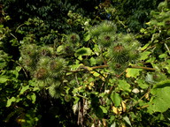 Arctium lappa