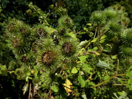 Arctium lappa