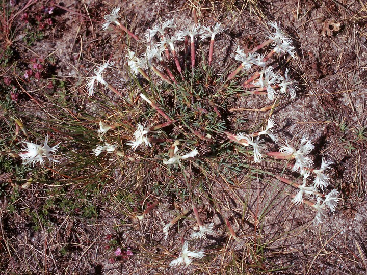 Dianthus arenarius