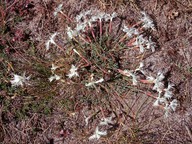 Dianthus arenarius