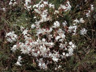 Dianthus arenarius