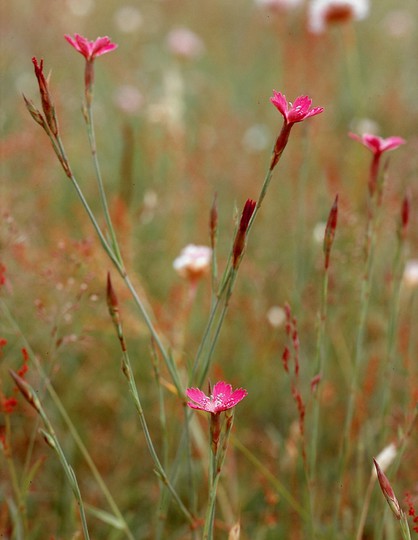 Dianthus deltoides