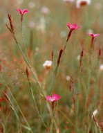 Dianthus deltoides