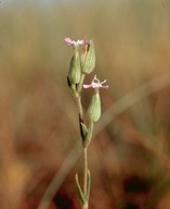 Silene conica