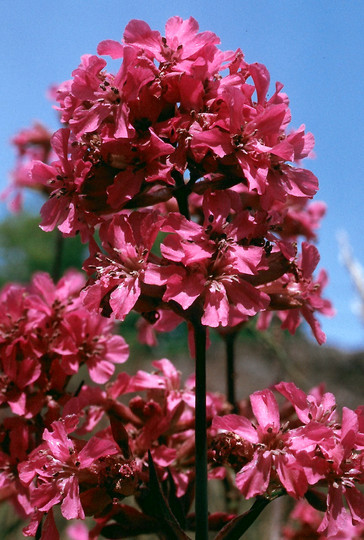 Lychnis viscaria