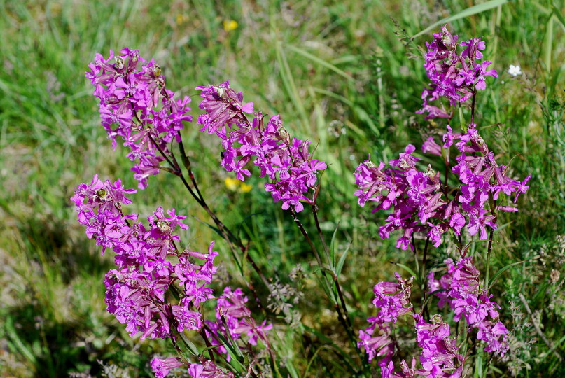 Lychnis viscaria