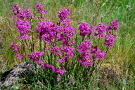 Lychnis viscaria