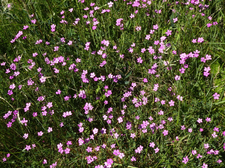 Dianthus deltoides