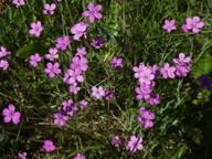 Dianthus deltoides